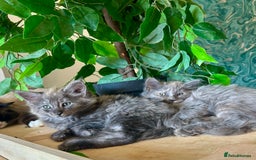 Maine Coon cats for sale: READY NOW! Maine Coon Kittens 🌹 - Image 4
