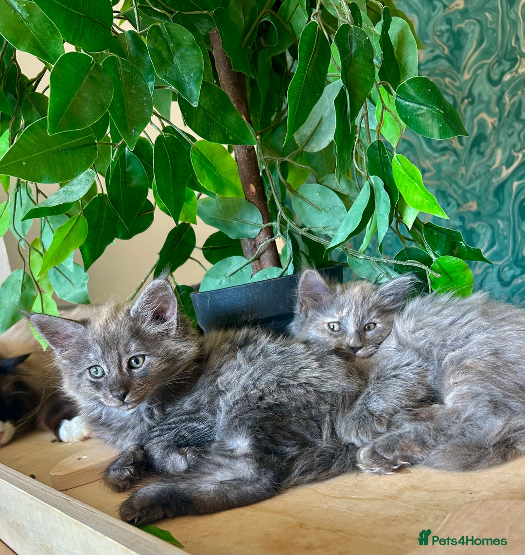 Maine Coon cats for sale: READY NOW! Maine Coon Kittens 🌹 - Image 4