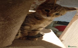York Chocolate cats for sale: Very cute cats who needs to go to home! - Image 10