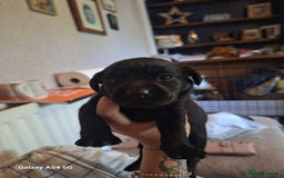 Labrador Retriever dogs for sale: Pedigree Black labrador pups  - Image 14