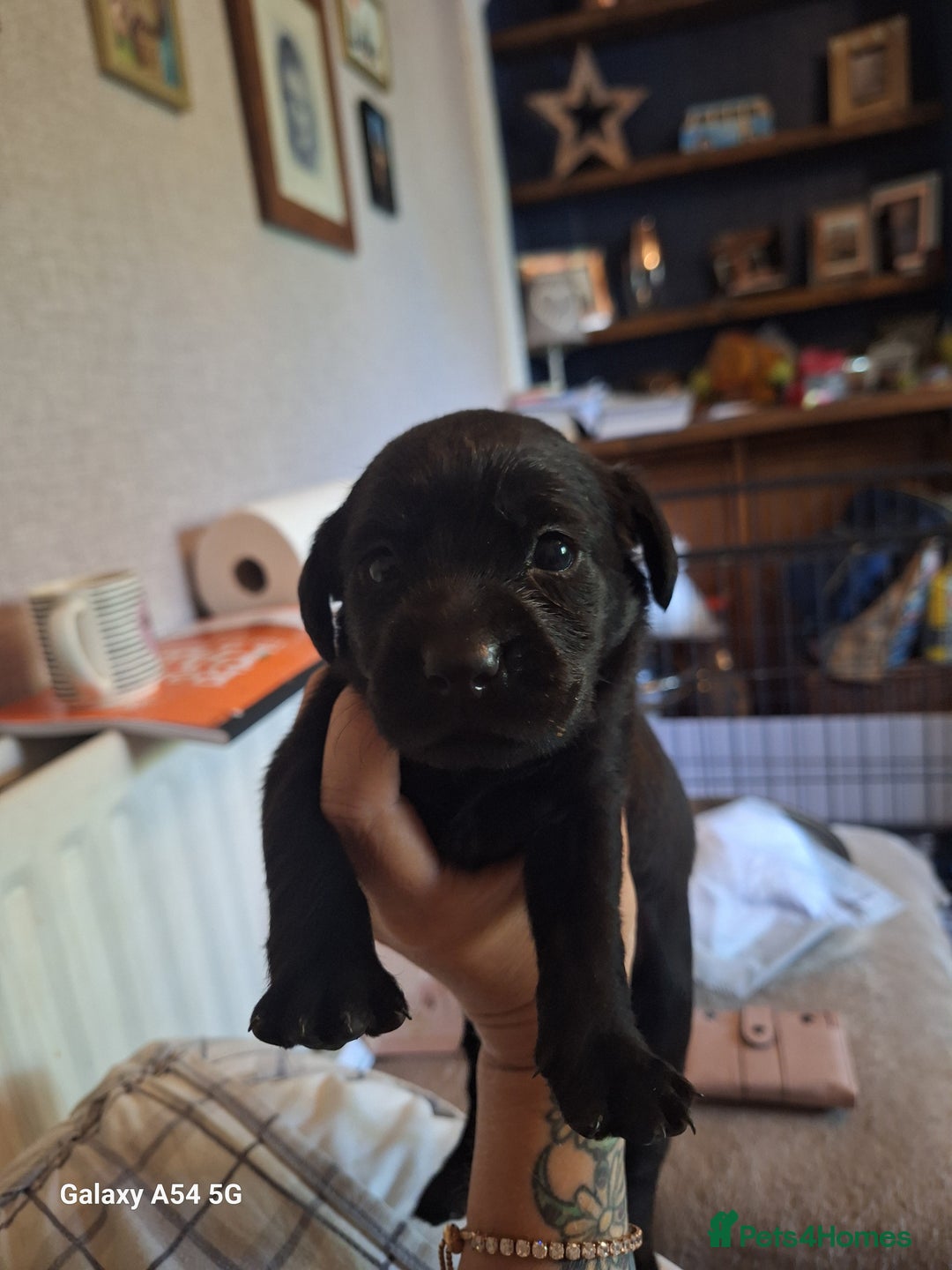Labrador Retriever dogs for sale: Pedigree Black labrador pups  - Image 14