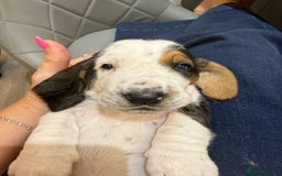 Basset Hound dogs for sale: Beautiful Basset Hound Puppies  - Image 21