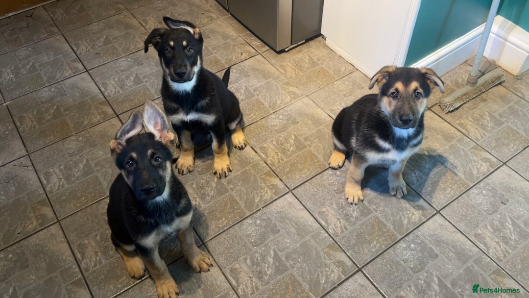German Shepherd dogs for sale: German Shepherd Puppies  - Image 16