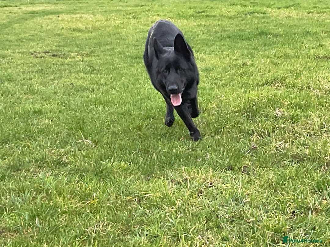 German Shepherd dogs for sale: Outstanding All Black Male  - Advert 12