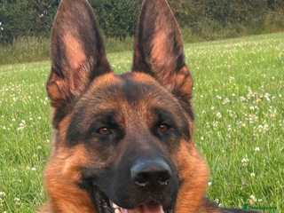 German Shepherd dogs German shepherd full pedigree - Advert 2