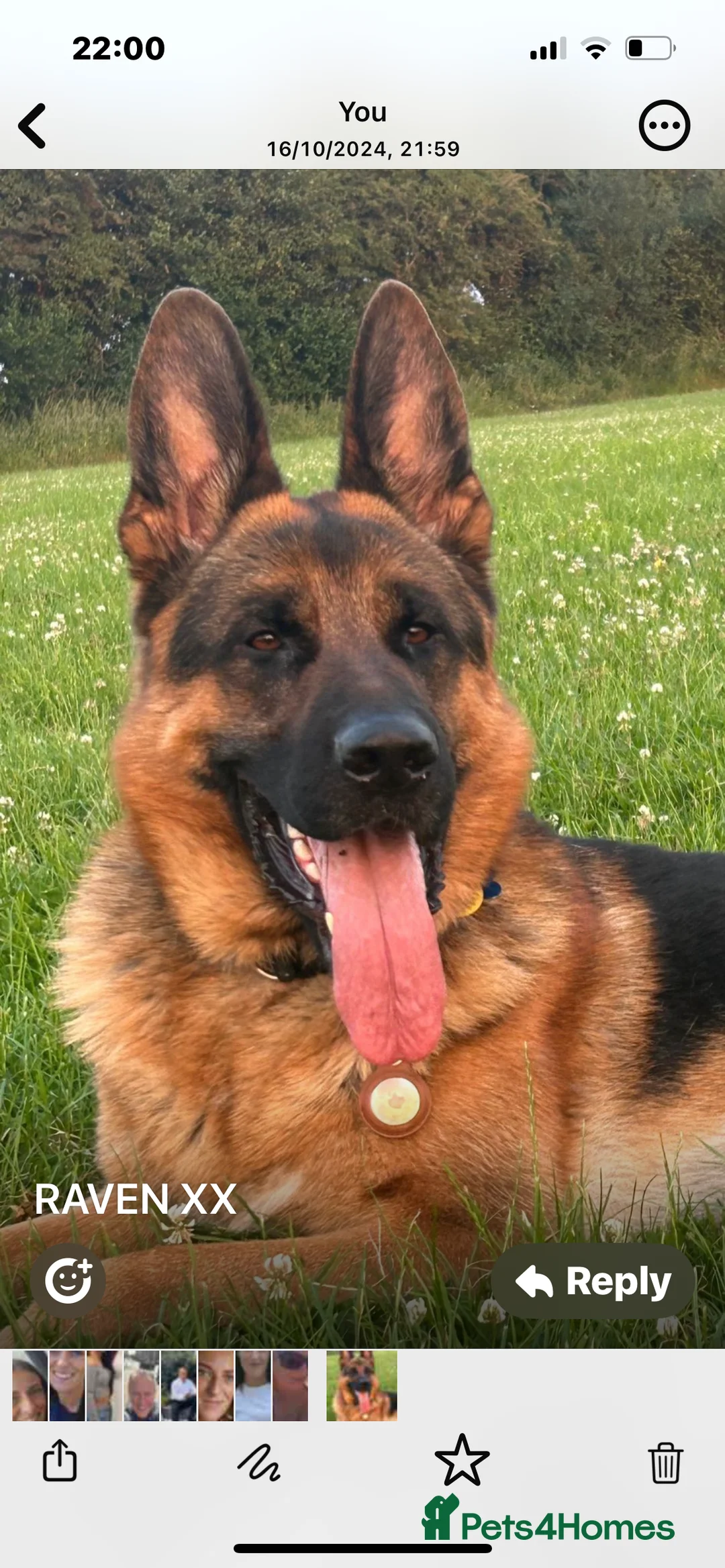 German Shepherd dogs for sale: German shepherd full pedigree  - Advert 1