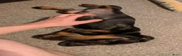 Dachshund dogs for sale: Dachshund puppy - Advert 2