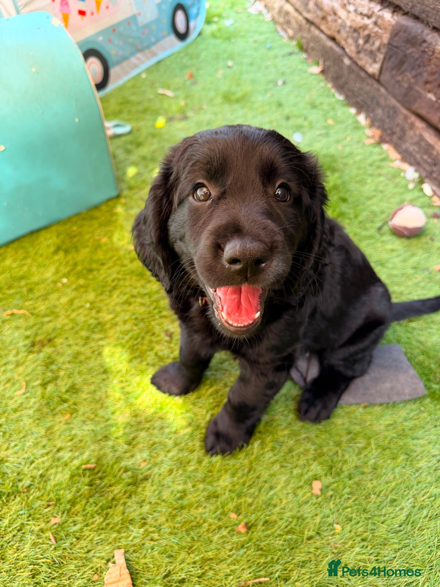 Cockerdor dogs Cockerdor girl - last one! Stunning fluffy, chunky - Advert 1