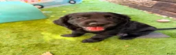Cockerdor dogs for sale: Cockerdor girl - last one! Stunning fluffy, chunky - Advert 1