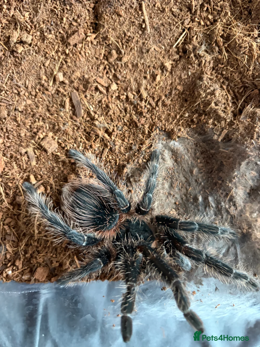 Mixed Breed invertebrates for sale: Tarantula and scorpion collection for sale - Advert 2