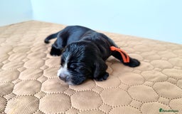Cocker Spaniel dogs for sale: Exceptional pedigree KC champion show Cockers.  - Image 34