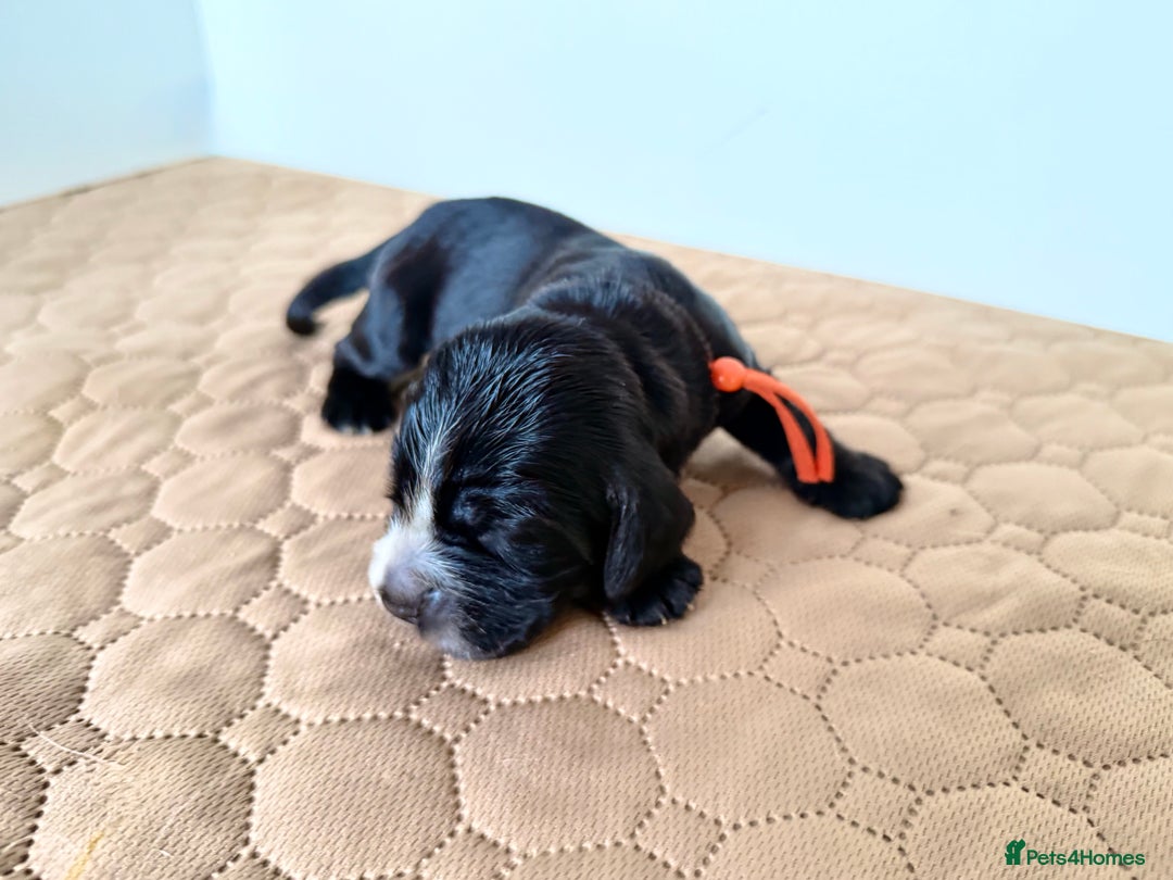Cocker Spaniel dogs for sale: Exceptional pedigree KC champion show Cockers.  - Image 34