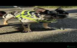 French Bulldog dogs for sale: Frenchbulldog 3 years male merle - Image 3
