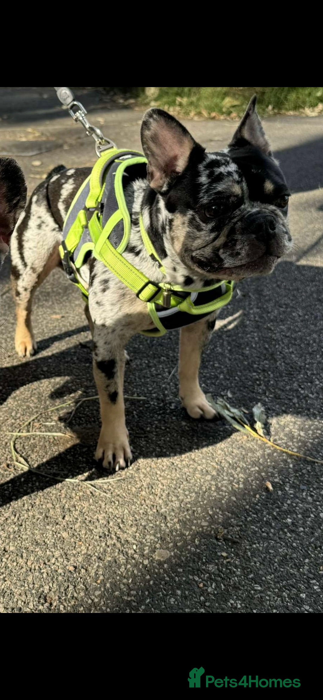 French Bulldog dogs for sale: Frenchbulldog 3 years male merle - Image 3