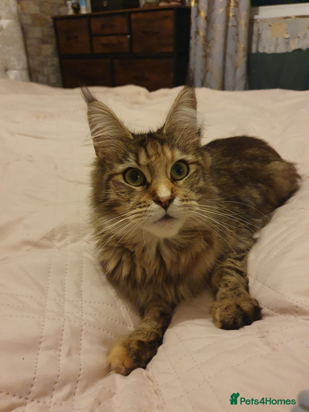 Maine Coon cats for sale: Beautiful Maine-coon girl.  - Advert 5