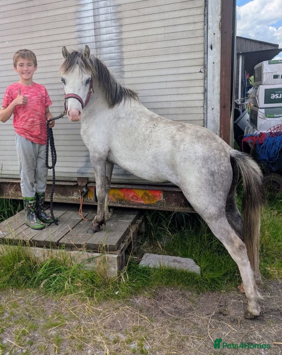 Welsh Section A horses BEAUTIFUL 2yr filly - Advert 11