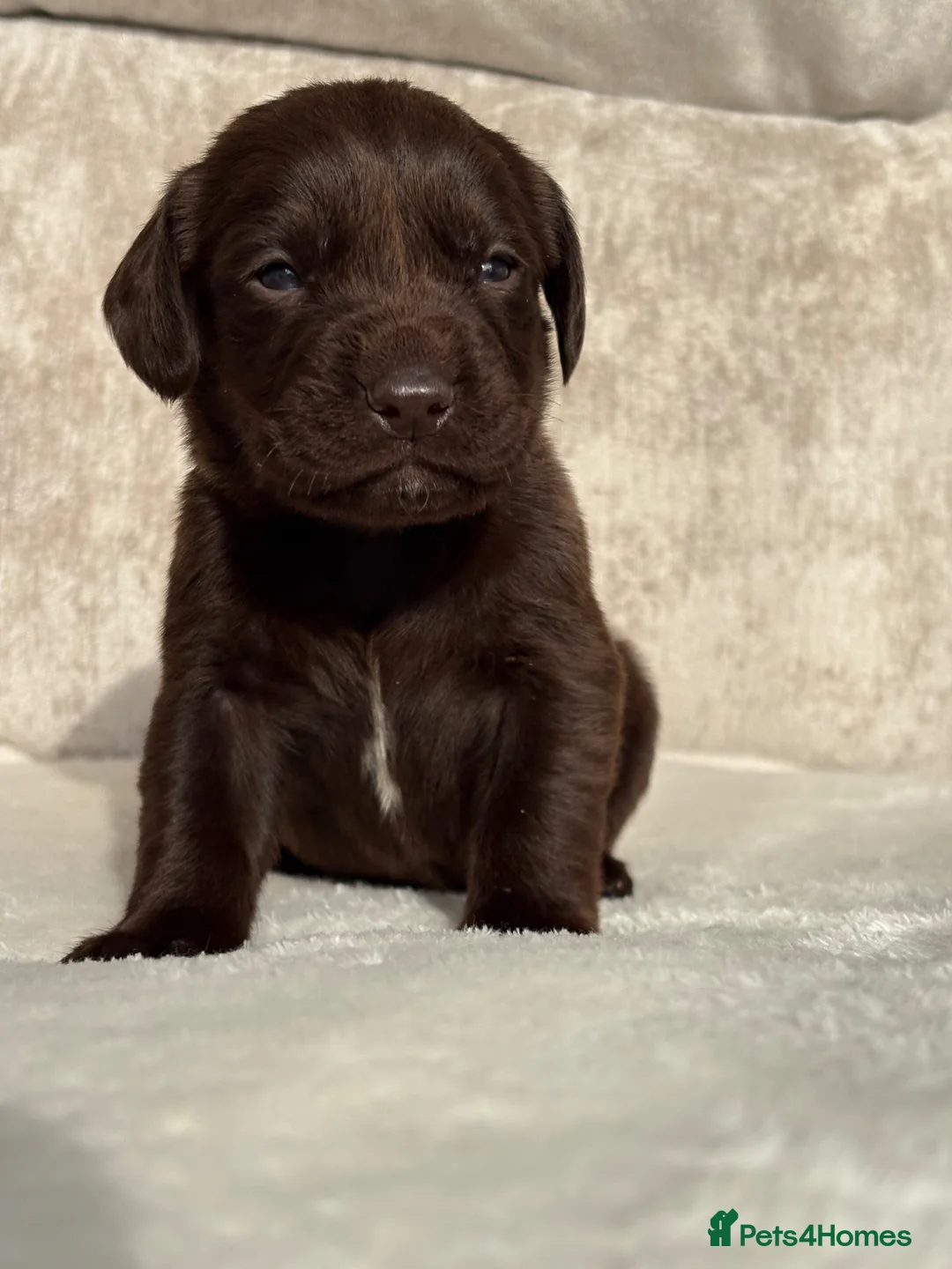 Cockerdor dogs for sale: Stunning Cockerdor chocolate puppies - Advert 14