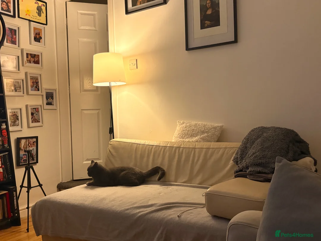 British Shorthair cats for sale: Lovely British  short hair female for sale  in Stoke-on-Trent - Advert 3