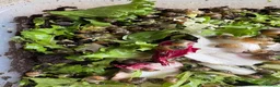 Snails invertebrates for sale: African snail babies  - Advert 5