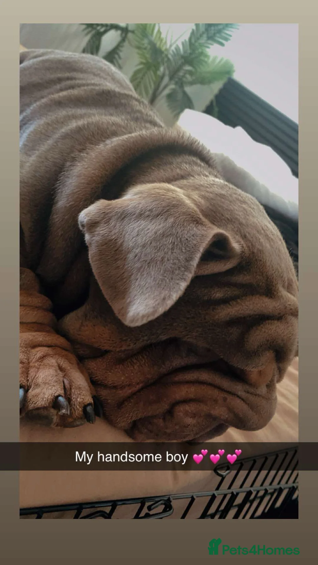 Mixed Breed dogs for sale: English x French bulldog  - Advert 2