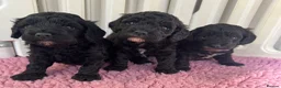 Cockapoo dogs for sale: F1b cockerpoos available to reserve  - Advert 4