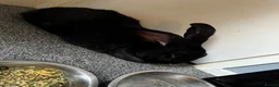 Continental Giant rabbits for sale:  Male Rabbit Friendly & Healthy - Advert 6