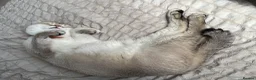 British Shorthair cats for sale: Simba  - Advert 3