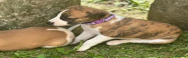 Whippet 5