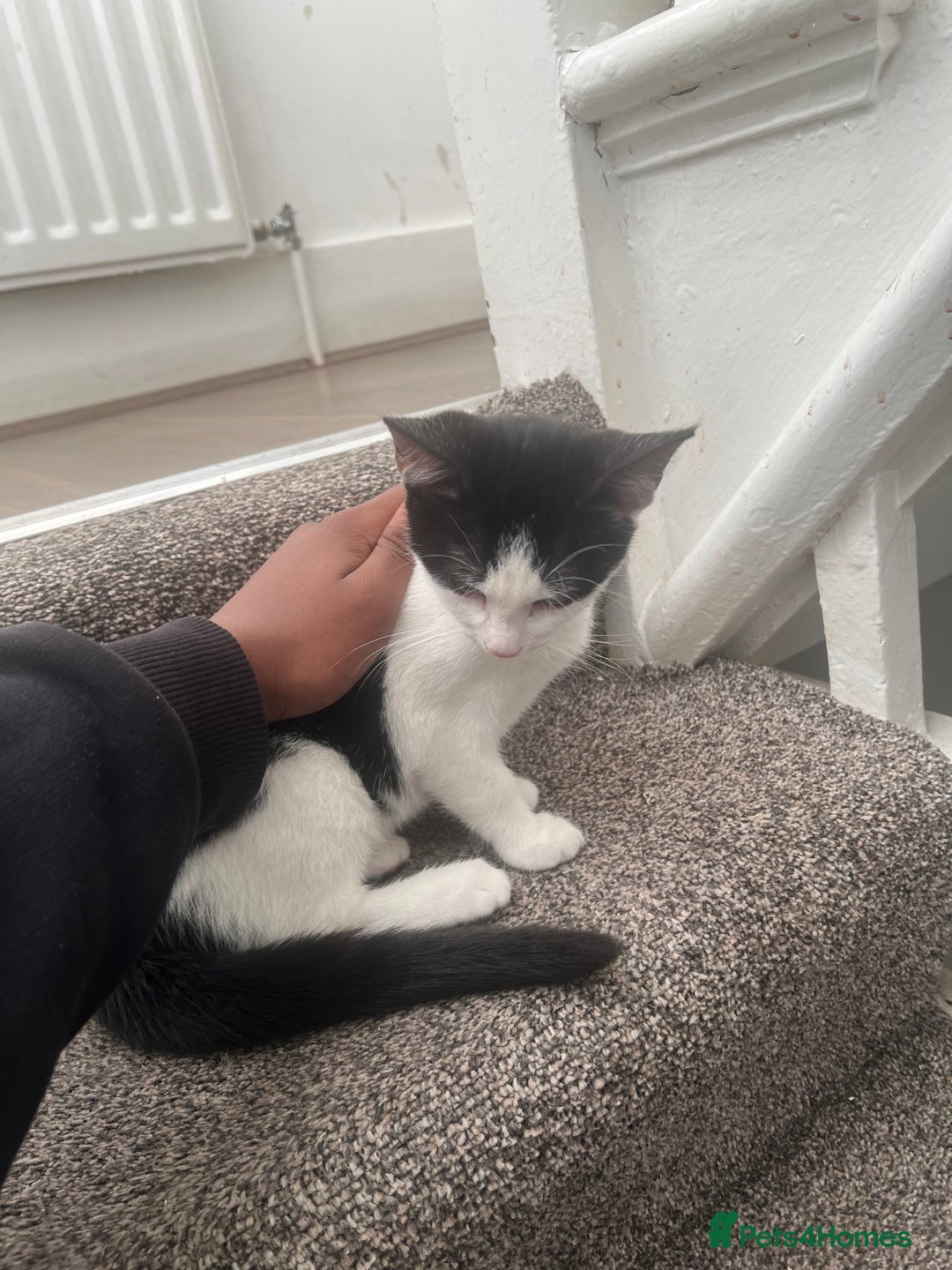 British Shorthair cats for sale: Tuxedo Kitten For Sale - Advert 2