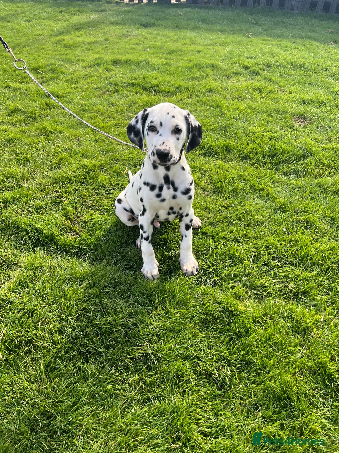 Dalmatian dogs for sale: Stunning boy available from champion parents  - Image 3