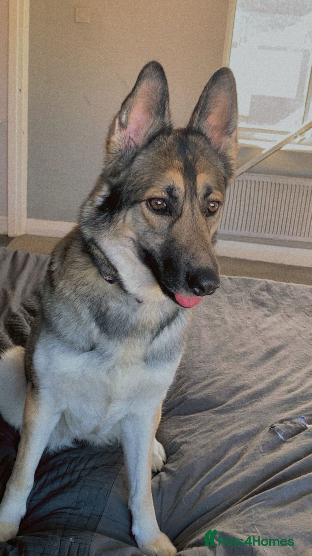 German Shepherd dogs for sale: River female German shepherd  - Advert 11