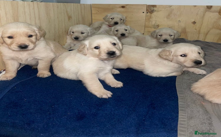 Golden Retriever dogs - Advert 3