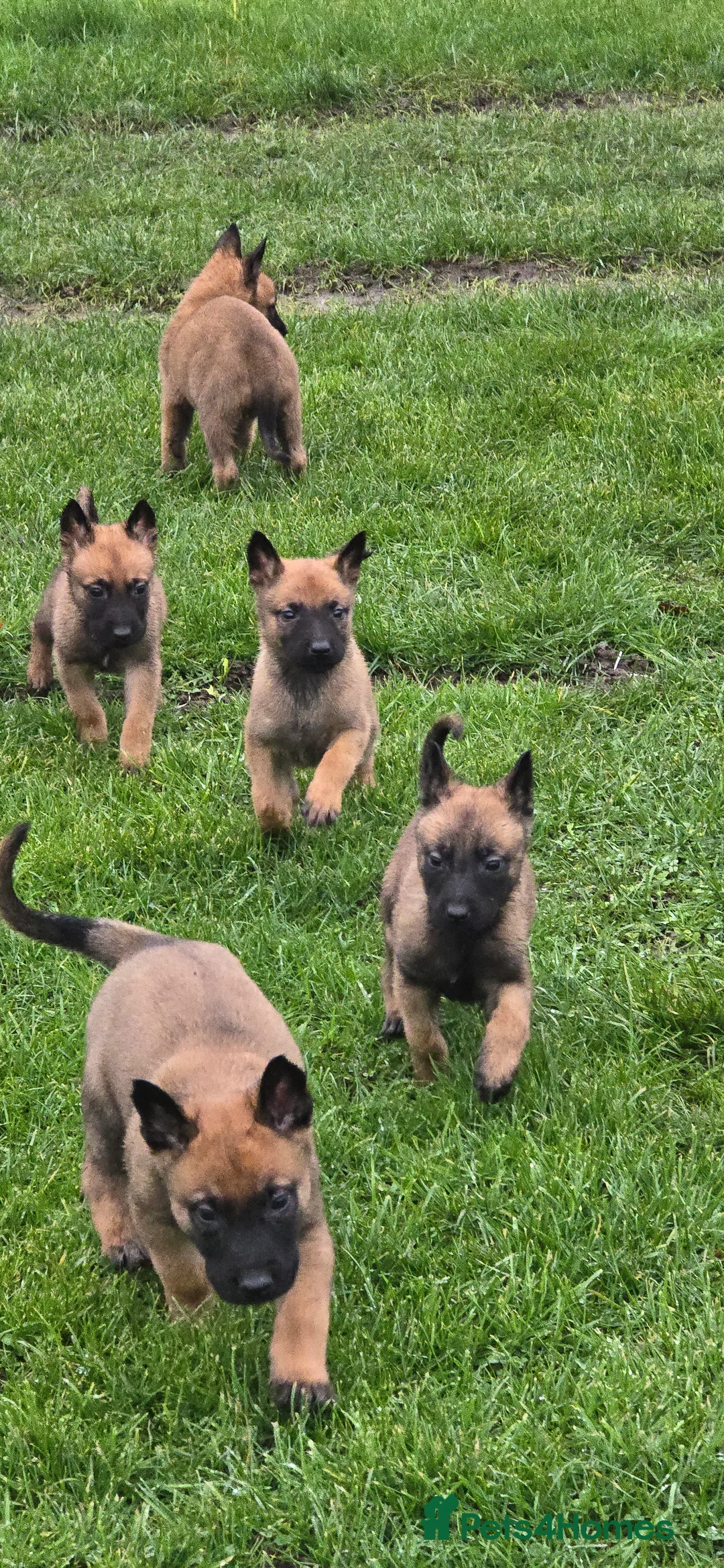 Belgian Shepherd Dog dogs for sale: Pups from world V. Champion CHANCE  - Advert 2