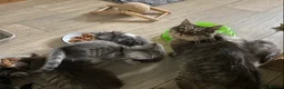 Mixed Breed cats for sale: Beautiful kittens ready now  - Advert 2