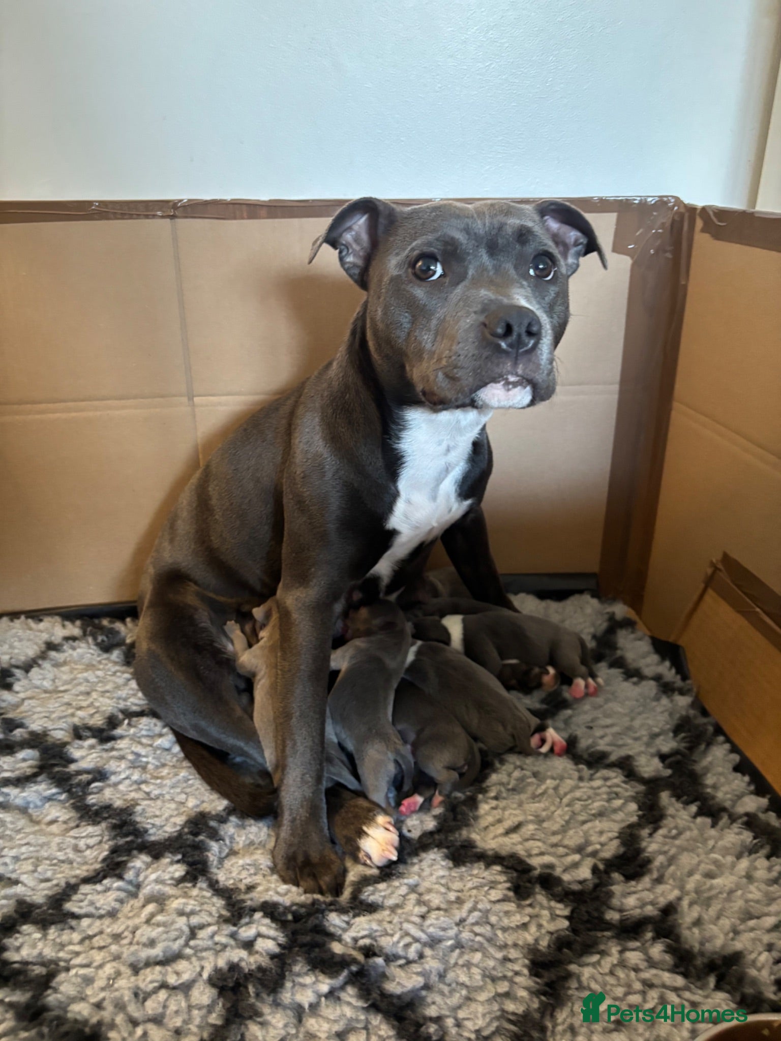 Staffordshire Bull Terrier dogs Staffordshire Bull Terrier puppies x8 - Advert 3