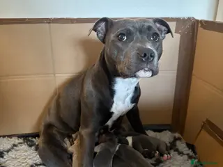 Staffordshire Bull Terrier dogs Staffordshire Bull Terrier puppies x8 - Advert 12