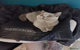 British Shorthair cats for sale: OUTSTANDING🏆PEDIGREE🎖CH SIRED in Dudley - Image 12