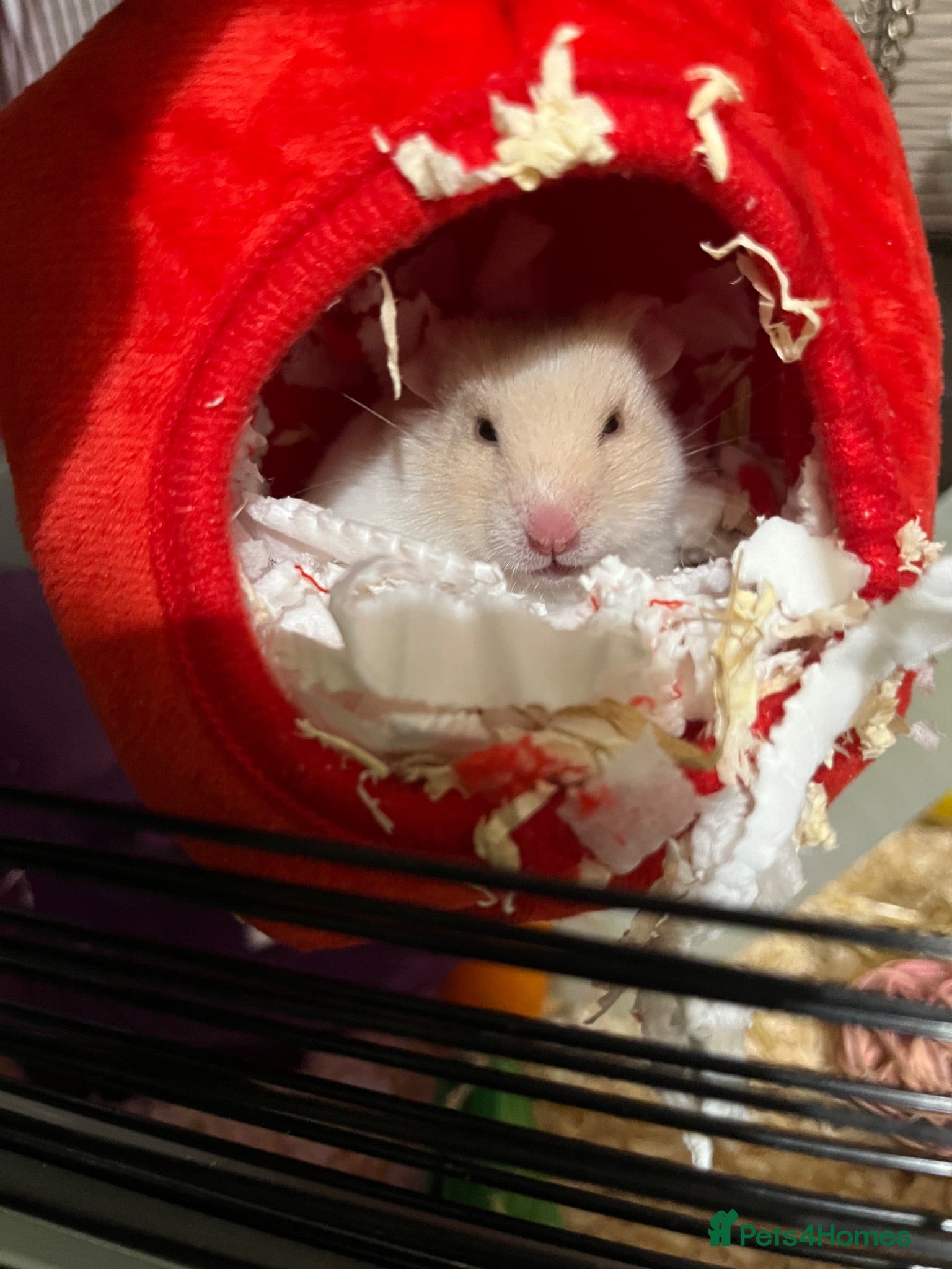 Hamster rodents Hamster for sale asap  - Advert 3