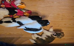 Akita dogs for sale: Beautiful Akita puppies - Image 4