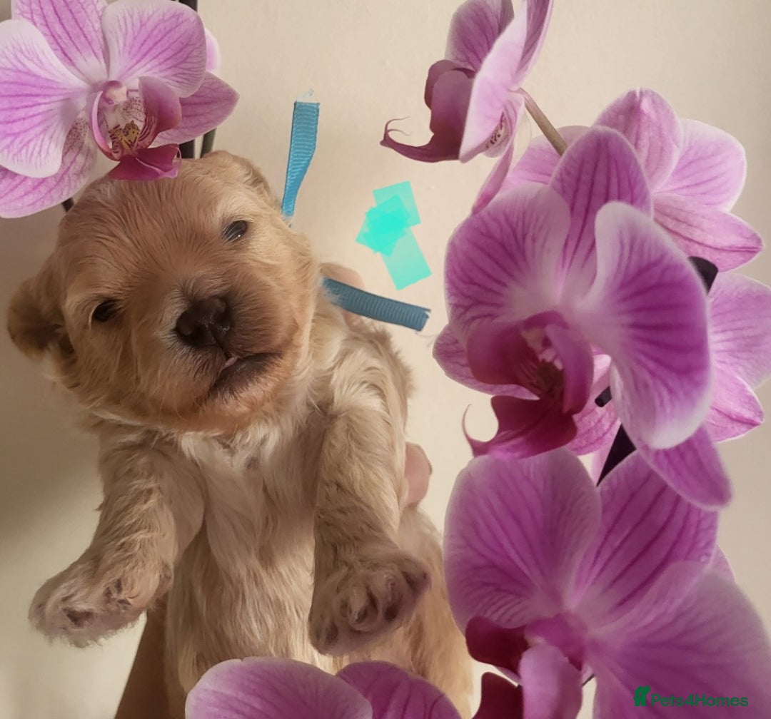 Maltipoo dogs for sale: Toy maltipoo puppies  - Advert 16