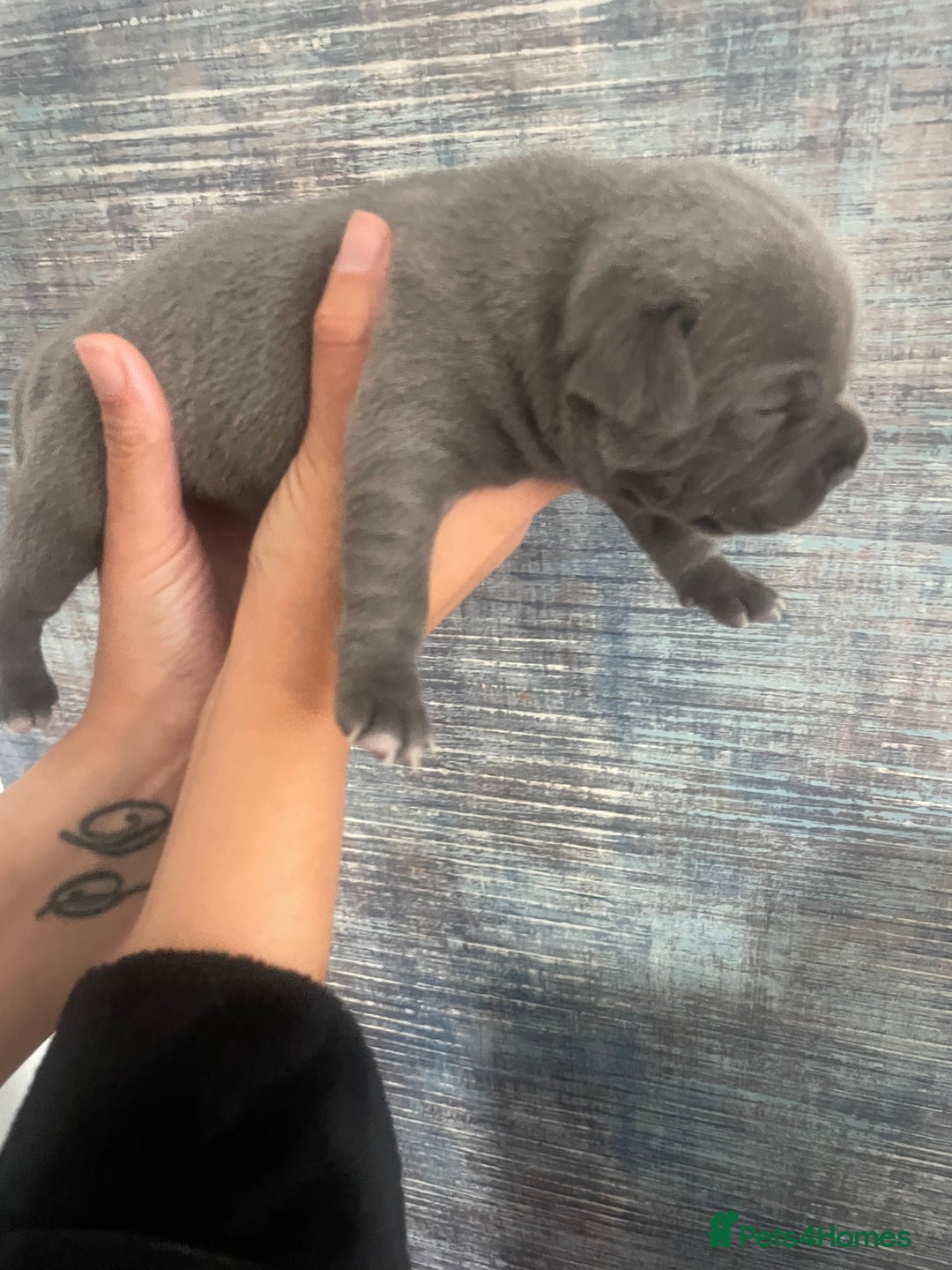 Staffordshire Bull Terrier dogs for sale: Blue Staffordshire bull terrier kc registered ❗️ - Image 28