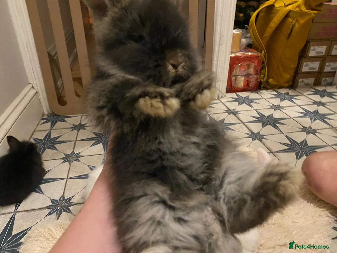 Lionhead rabbits for sale: Mini lion head lop teddywidder babies  - Advert 8