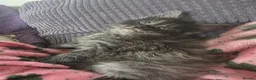 Maine Coon cats for sale: Maine coon kittens - Advert 13