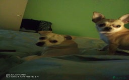 Mixed Breed dogs for sale: Chihuahua cross female - Image 1