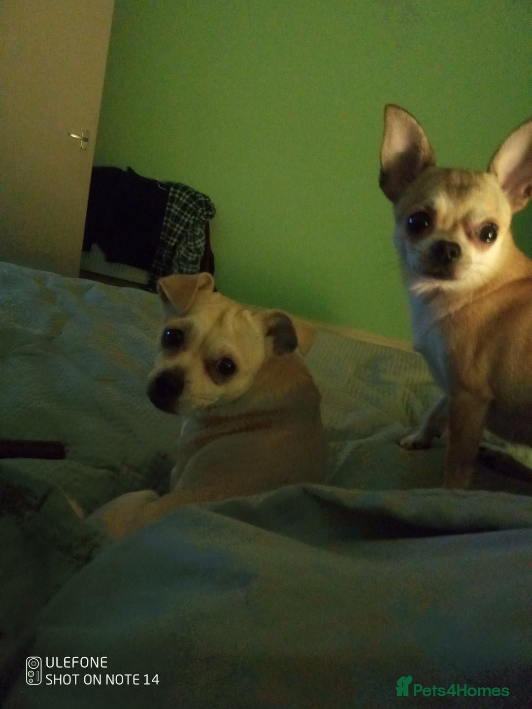 Mixed Breed dogs for sale: Chihuahua cross female - Image 1