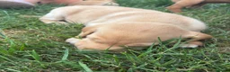 Labrador Retriever dogs for sale: KC Reg Labradors from Fully Health tested parents - Advert 30