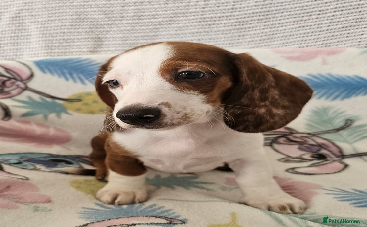 Dachshund dogs - Advert 5