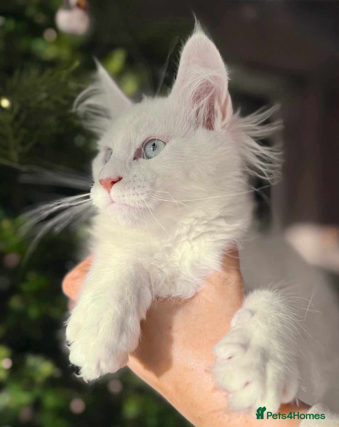 Maine Coon cats for sale: WHITE FEMALE KITTEN WITH BLUE EYES READY NOW - Advert 2