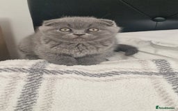 British Shorthair cats for sale: Scottish paddlefish  - Image 3