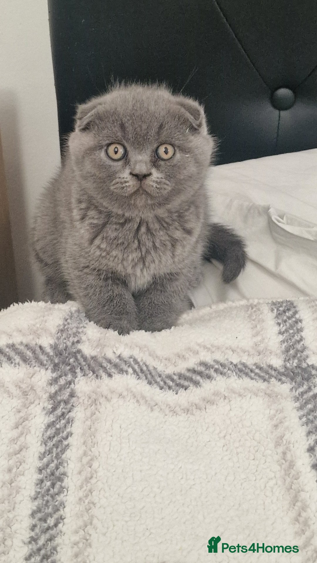 British Shorthair cats for sale: Scottish paddlefish  - Image 3